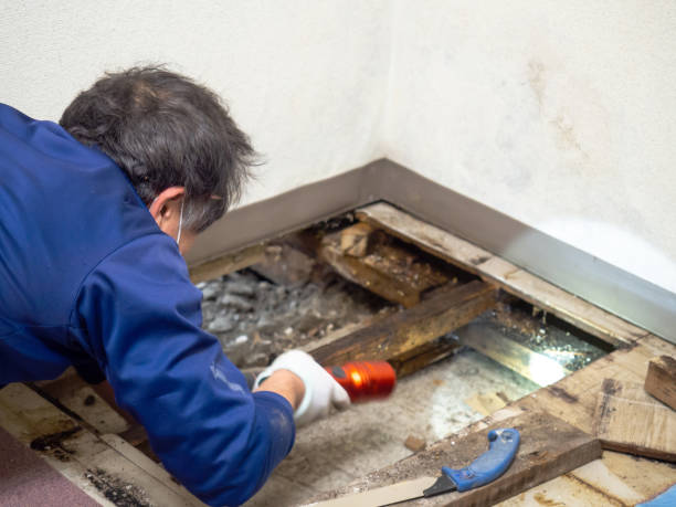Best Mold Removal Company Near Me  in Hagerman, ID