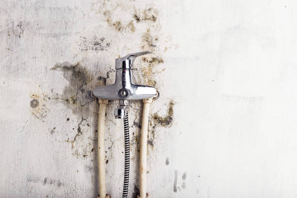Best Best Mold Removal Companies  in Hagerman, ID