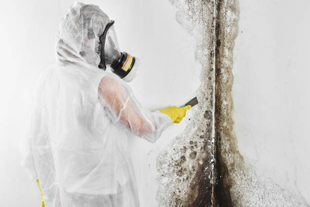 Best Attic Mold Removal  in Hagerman, ID