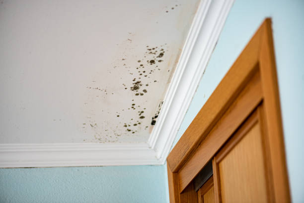 Best Emergency Mold Removal  in Hagerman, ID