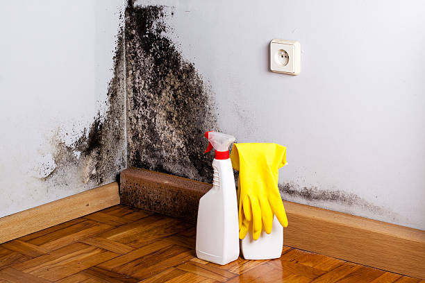 Best Mold Testing  in Hagerman, ID