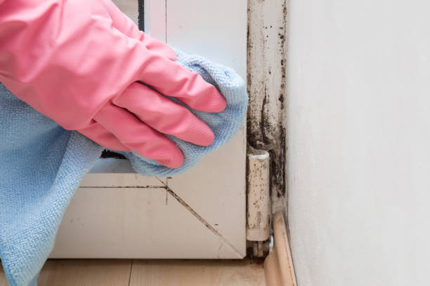 Best Certified Mold Removal  in Hagerman, ID