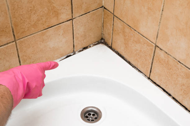 Best Mold Removal Company Near Me  in Hagerman, ID