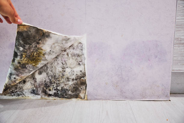 Best Black Mold Removal  in Hagerman, ID